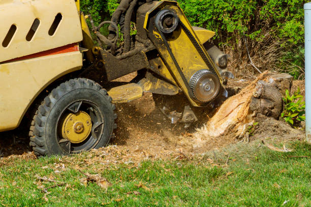 Best Tree Fertilization  in Fairplains, NC